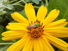 Agapostemon nasutus