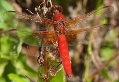 Libellula croceipennis