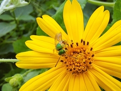 Agapostemon nasutus
