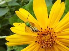 Agapostemon nasutus