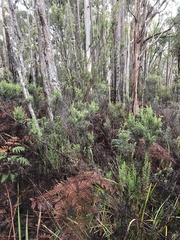 Ozothamnus floribundus