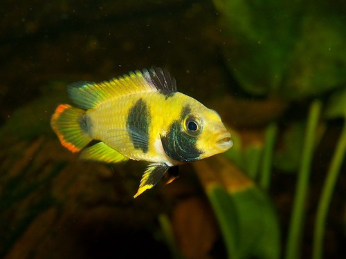 Nijssen's Dwarf Cichlid