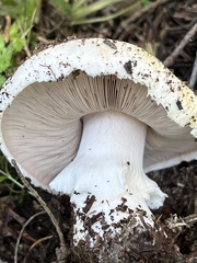 Agaricus moronii