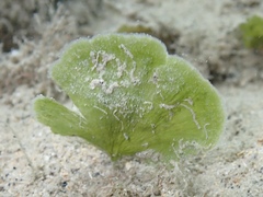 Udotea