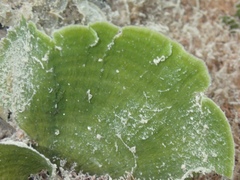 Udotea