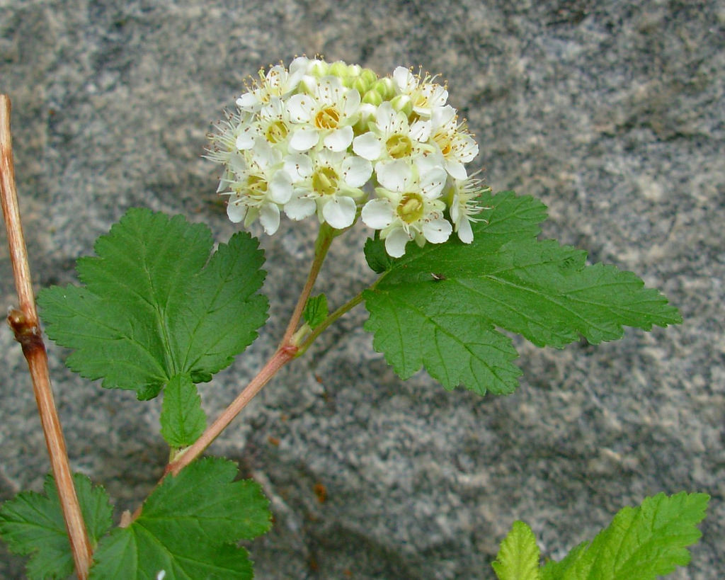 Physocarpus