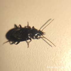 Carabidae