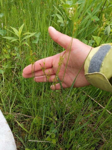Image of Juncus dudleyi by (c) Erica Barkley, some rights reserved (CC BY)