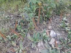 Plantago camtschatica