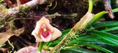 Maxillaria procurrens