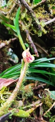 Maxillaria procurrens