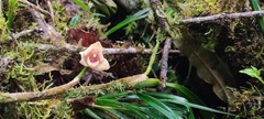 Maxillaria procurrens