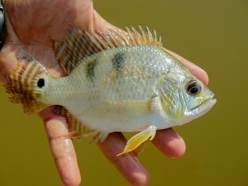 Chaetobranchus semifasciatus