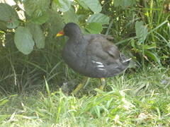 Gallinula chloropus