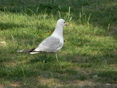 Larus canus