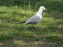 Larus canus