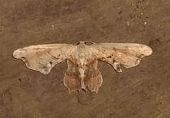 Calledapteryx