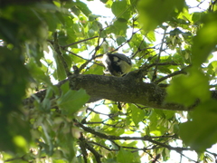 Parus major