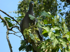 Columba palumbus