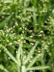 Dichanthelium leibergii