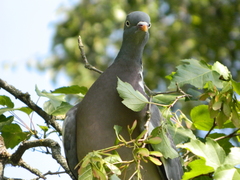 Columba palumbus