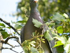 Columba palumbus