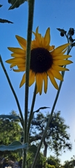 Helianthus