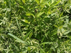 Dichanthelium leibergii