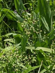 Dichanthelium leibergii