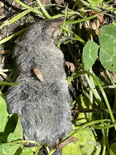 Vagrant Shrew