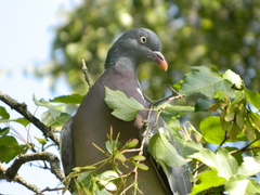 Columba palumbus