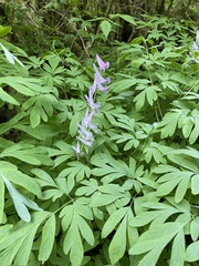 Corydalis scouleri