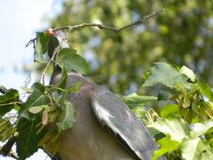 Columba palumbus