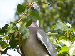 Columba palumbus