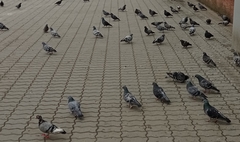 Columba livia domestica