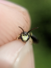 Hylaeus affinis