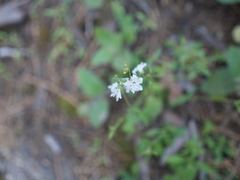 Lithophragma heterophyllum