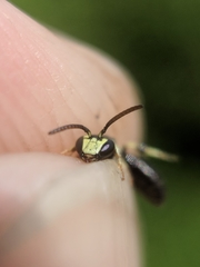 Hylaeus affinis