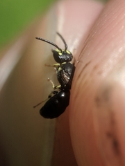 Hylaeus affinis