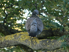 Columba palumbus