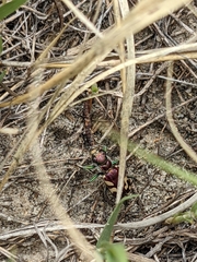 Cicindela fulgida