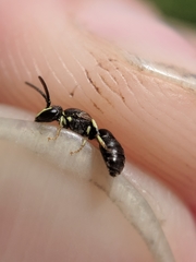 Hylaeus affinis