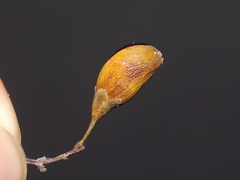 Rourea glabra