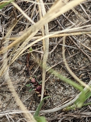Cicindela fulgida