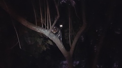 Didelphis aurita