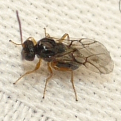 Dryocosmus