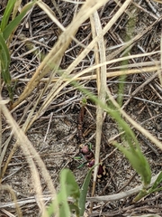 Cicindela fulgida
