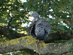 Columba palumbus
