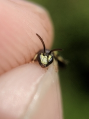 Hylaeus affinis