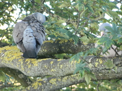 Columba palumbus